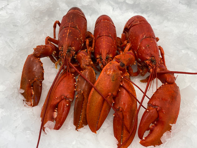 Norfolk Lobster (whole) CA Seafoods
