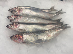 Herring (6)