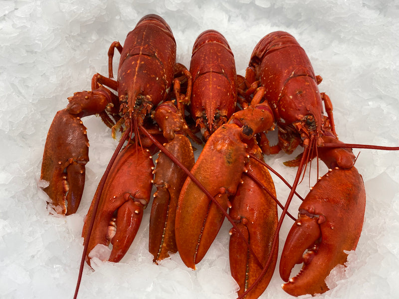 Norfolk Lobster (whole)