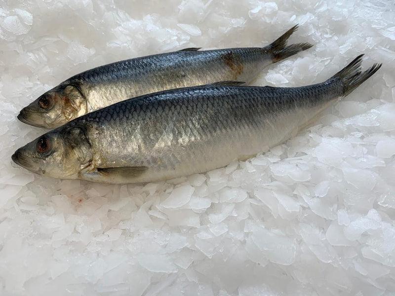 Norwegian Herring