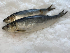 Norwegian Herring